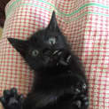 Photo of Boo π» Our Animated Uncoordinated Kitten