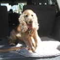 Photo of Lockie