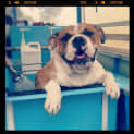 Photo of Bulldogs Benson & Bonnie