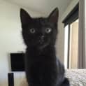 Photo of Boo π» Our Animated Uncoordinated Kitten