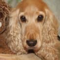 Photo of Lockie