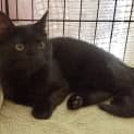 Photo of Boo π» Our Animated Uncoordinated Kitten