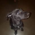 Photo of Pumba
