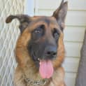 Photo of Kevin ** A Pure Breed German Shepherd
