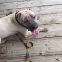 Photo of Romeo