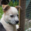 Photo of Charlie ~ Male Cattle X Boxer Pup (On Trial 2/03)