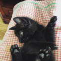Photo of Boo π» Our Animated Uncoordinated Kitten