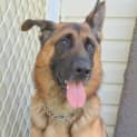 Photo of Kevin ** A Pure Breed German Shepherd