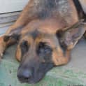 Photo of Kevin ** A Pure Breed German Shepherd