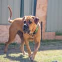 Photo of Roxanne Dl1142