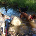 Photo of Duke Of Hazzard..Dog,Cat And Child Friendly