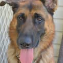 Photo of Kevin ** A Pure Breed German Shepherd