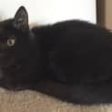 Photo of Boo π» Our Animated Uncoordinated Kitten