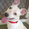 Photo of Tank A Happy Friendly Pup