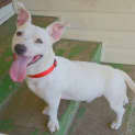 Photo of Tank A Happy Friendly Pup