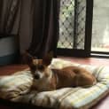 Photo of Violet