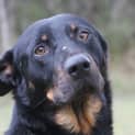 Photo of Gray Gray ~ Rotti X Kelpie (Foster Fail 27/7/2017)