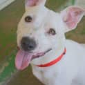 Photo of Tank A Happy Friendly Pup