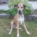 Photo of George ~ 3.5yo Great Dane X (On Trial 12/04/17)