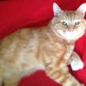 Photo of Sunny Puss 🦁 Friendly Ginger Cat