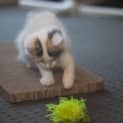 Photo of Jorgia 🌹 Just Gorgeous Kitten
