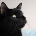 Photo of Miss Cleo 💥  Affectionate Black Cat