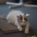 Photo of Jorgia 🌹 Just Gorgeous Kitten