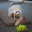 Photo of Jorgia 🌹 Just Gorgeous Kitten