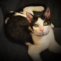 Photo of The Clawsome Nardo! 