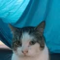 Photo of James ❤$50 Adoption Fee❤