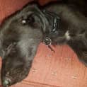 Photo of Pumba