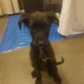 Photo of Pumba