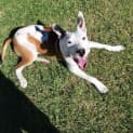 Photo of Ollie 