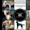 Photo of Gus