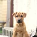 Photo of Bailey