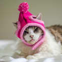 Photo of Jazzabelle (Dog Friendly)