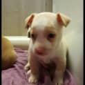 Photo of Puppy Donatello Dl1612