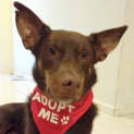 Photo of Duke Of Hazzard..Dog,Cat And Child Friendly