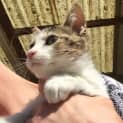 Photo of Sir Bruno Tabbytail 🤹🏻‍♀️ Gentleman Kitten
