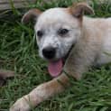 Photo of Charlie ~ Male Cattle X Boxer Pup (On Trial 2/03)