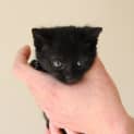 Photo of Boo π» Our Animated Uncoordinated Kitten