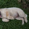 Photo of Charlie ~ Male Cattle X Boxer Pup (On Trial 2/03)