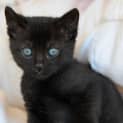 Photo of Boo π» Our Animated Uncoordinated Kitten