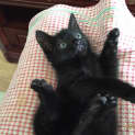 Photo of Boo π» Our Animated Uncoordinated Kitten