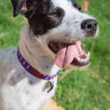 Photo of Alice