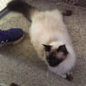 Photo of China And Persia