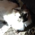 Photo of China And Persia
