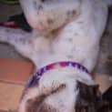 Photo of Alice