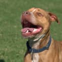 Photo of Bear ** A Love Bug **