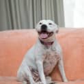 Photo of Shadow